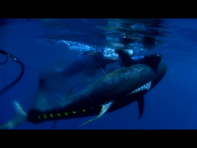 Spearfishing Yellowfin Tuna - Sicklefin Dreaming HD