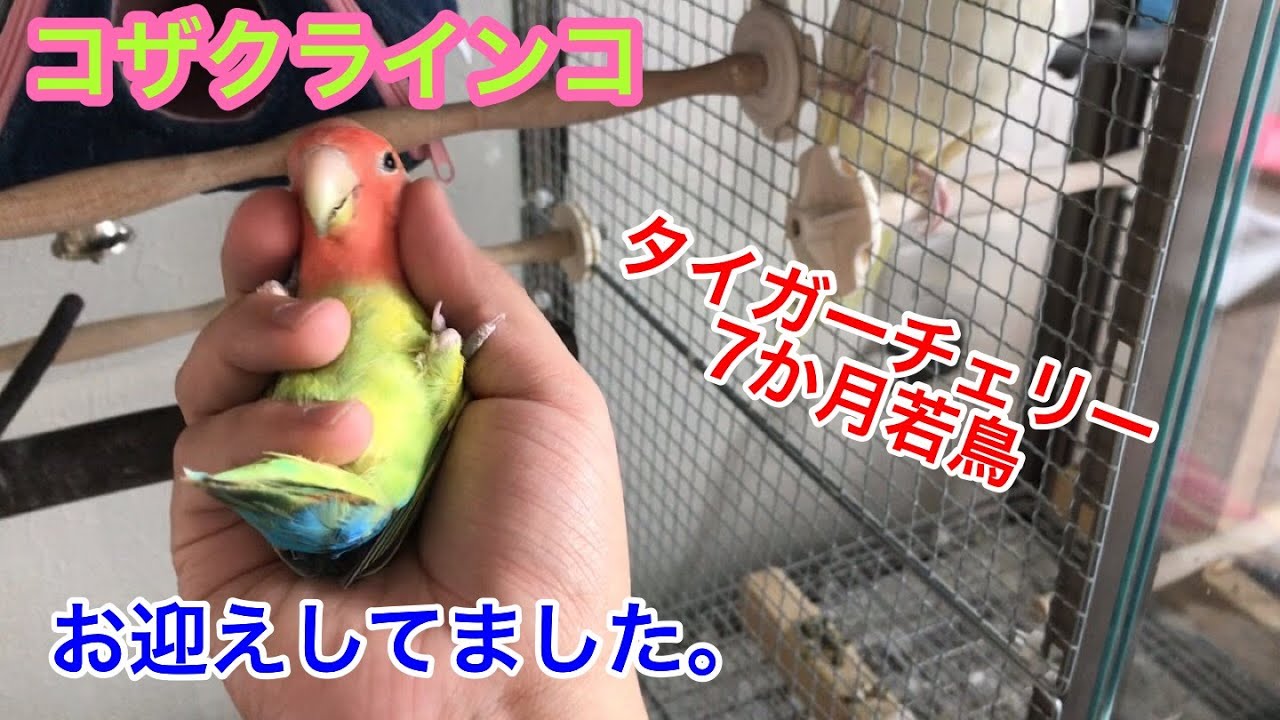 実は、コザクラインコお迎えしてました。飼育環境 ベタ慣れ ラブバード Peach faced Lovebird Breeding