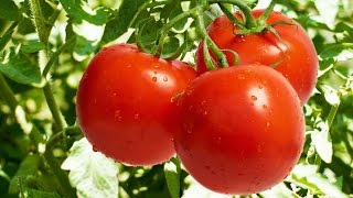 Некоторые ошибки при выращивании рассады томатов