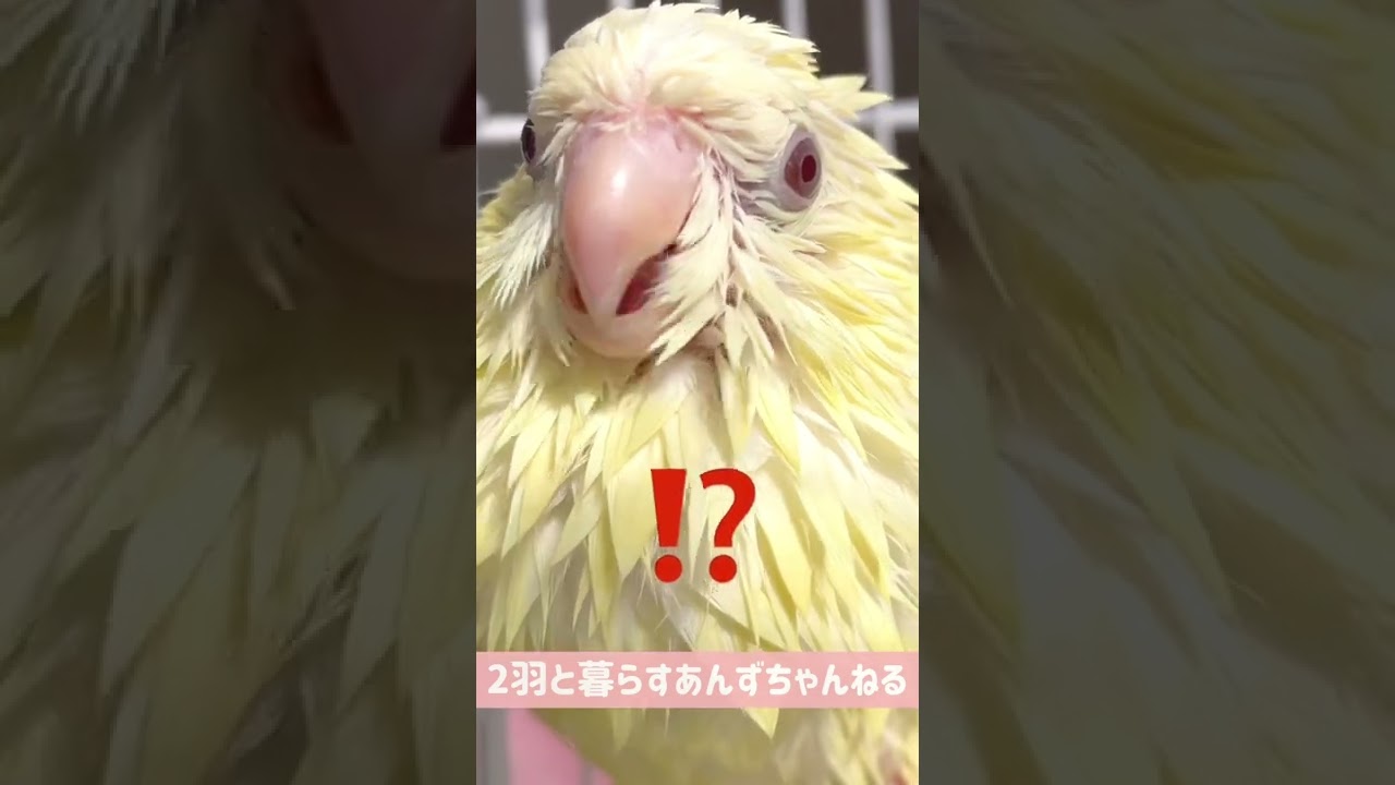 インコが水浴びすると サザナミインコ Shorts Youtube