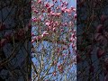 Magnolia blooms, soft as a whispered dream.
