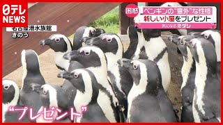 【実は臆病】みんなでお散歩  ペンギンに新たな日よけ小屋