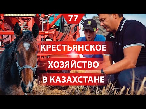 Фермерское хозяйство в Казахстане. Разведение лошадей. Уборка урожая