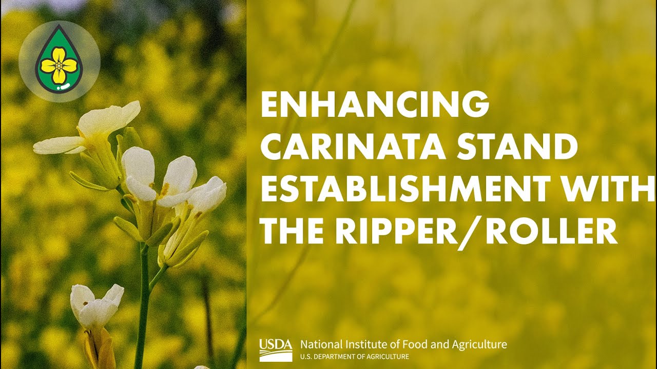 Enhancing Carinata Stand Establishment with the Ripper/Roller