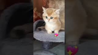 قطط كيوت - قطه حلوه - بسه - cat - قط - جميل - قطه رقص - سلايم -بوب ات -كيبوب -انمي -العاب -سيارات -