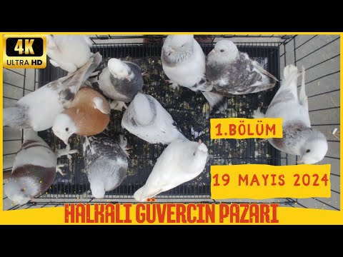 (Yeni) 19 MAYIS 2024 HALKALI GÜVERCİN PAZARI  #pigeon #birds #animals #güvercin  \