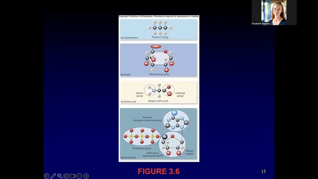 Глава 3 - Материя, энергия и жизнь