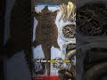Pangolins The Most Trafficked Mammal Quickfacts Shorts Youtubeshorts 