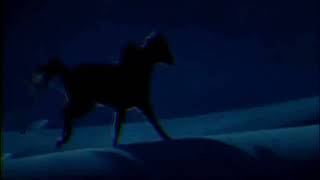 𝗱𝗮𝗿𝗰𝗶 - 𝘄𝗶𝗹𝗱 𝗵𝗼𝗿𝘀𝗲 𝘂𝗹𝘁𝗿𝗮 𝘀𝗹𝗼𝘄𝗲𝗱 𝗿𝗲𝘃𝗲𝗿𝗯