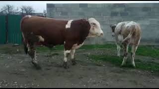 Симменталы  мясо-молочные. Одни из лучших бычков в Дагестане