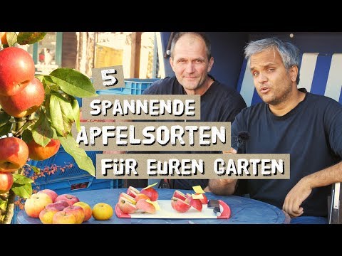 Video: Pflege von Red Delicious Apfelbäumen – Wie man einen Red Delicious Apfelbaum züchtet