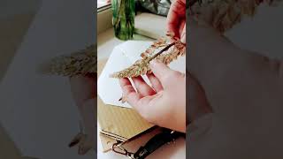 Как у меня не получилось высушить люпины. #diy #art #process #flowers #handmade #herbarium