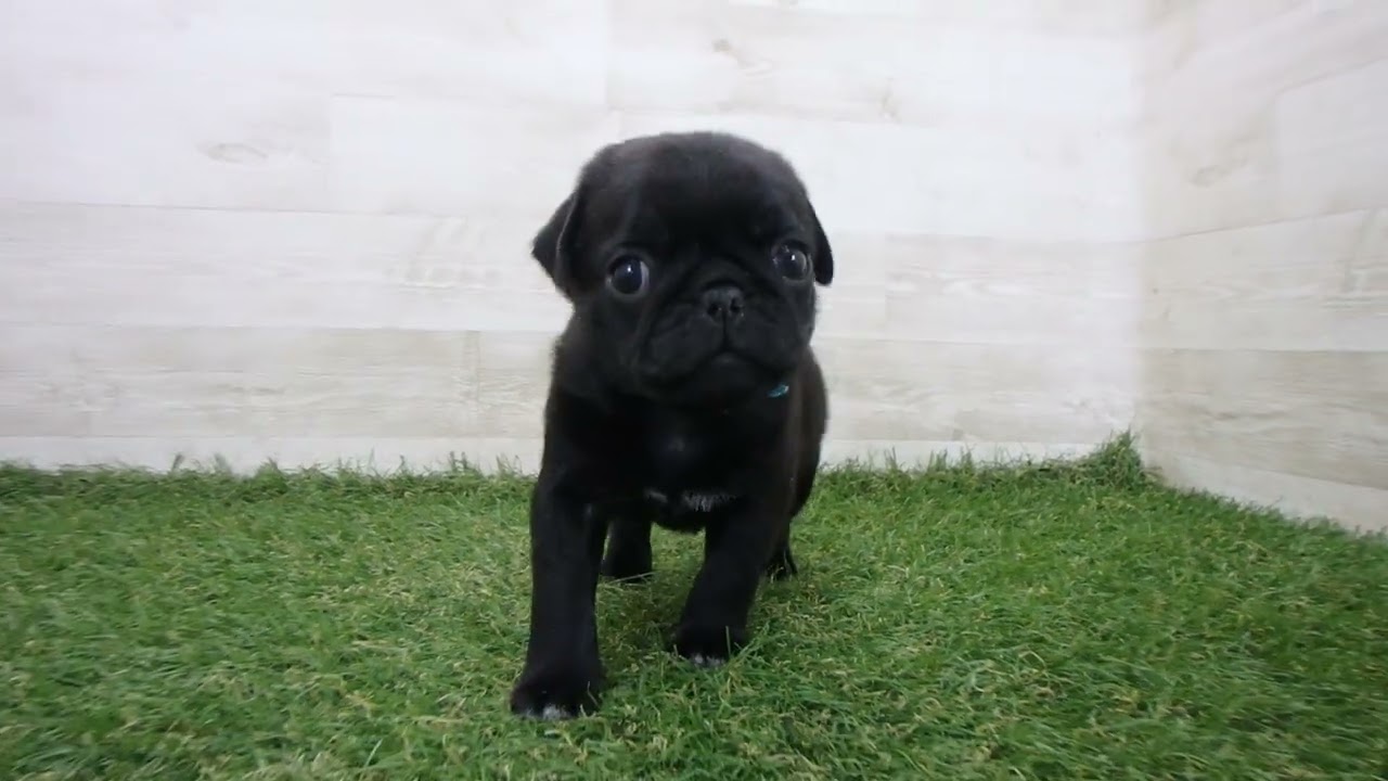 パグこページ JXK 069 1/6オシッコしているパグ JXK Studio出品