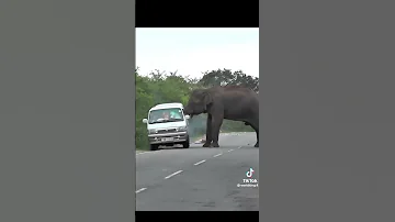 TEMBO ALIVYOZUIA GARI KWA MKONGO AVUNJA KIOO 