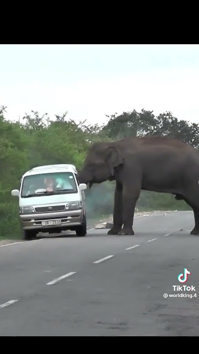 TEMBO ALIVYOZUIA GARI KWA MKONGO/ AVUNJA KIOO