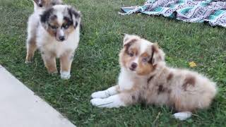 Miniature Australian Shepherd Puppies For Sale