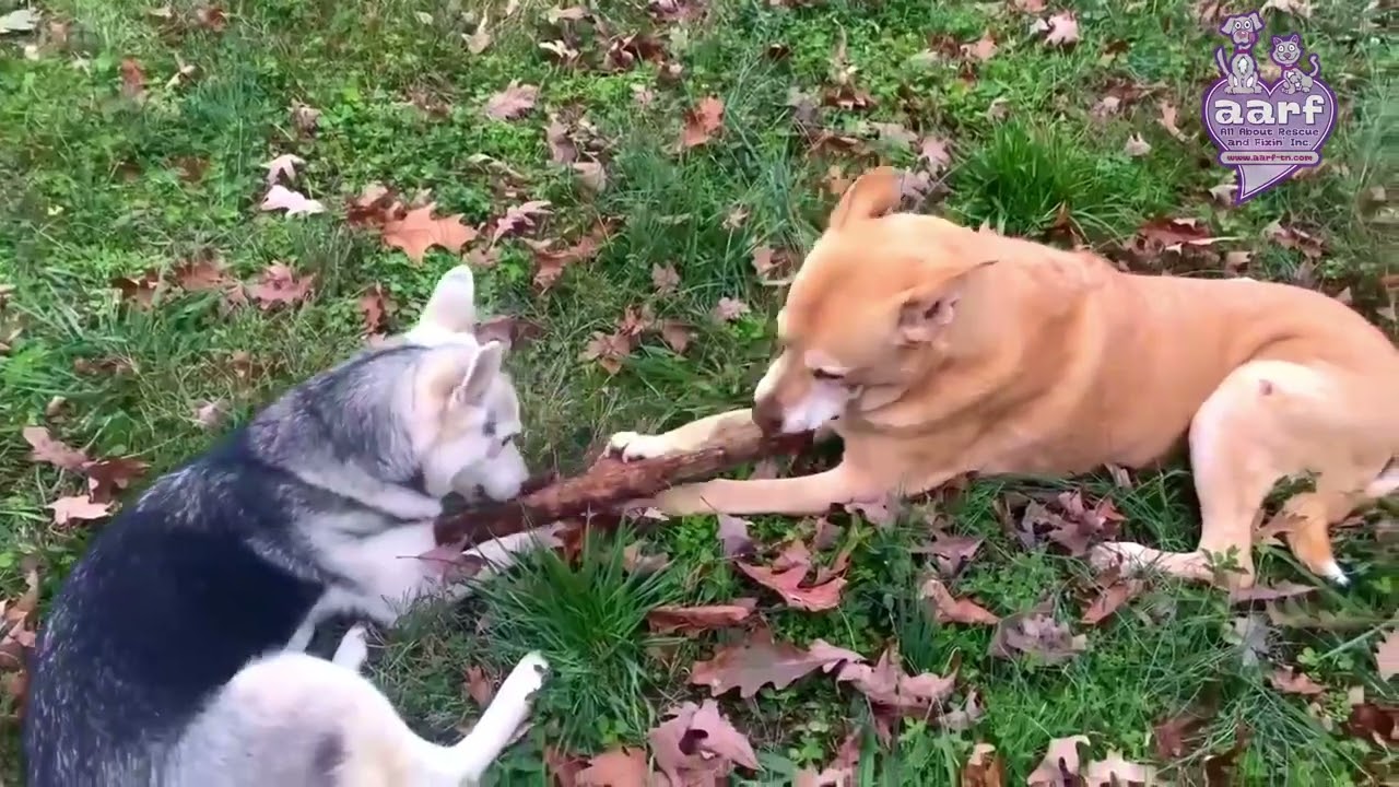 Lola the Husky mix