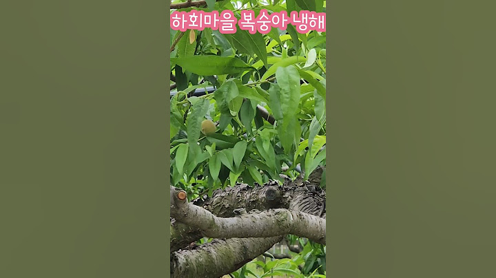 안동 하회마을 복숭아/꽃필때 냉해입어/몇개 달리지 않았다/기후 위기로 종잡을 수 없는 이상한 날씨/배도 냉해/복숭아와 배 비쌀 것이다/구수한 안동 사투리 #복숭아 #냉해 #하회마을