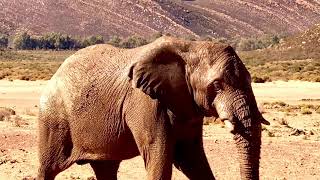 Mother's Day special... Cape Town South Africa