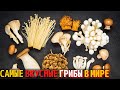 Топ 10 Самых Вкусных Грибов в Мире | Самые Вкусные Грибы в Мире