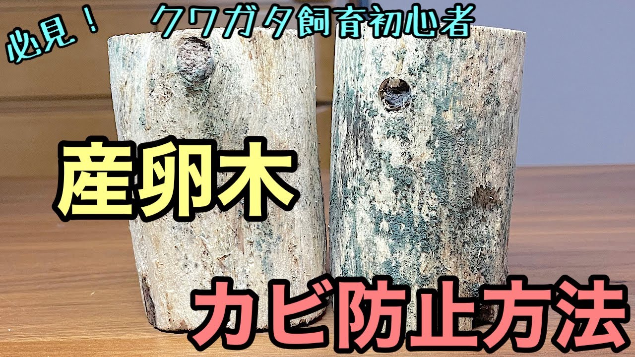 バクテリア材】の作り方 - YouTube