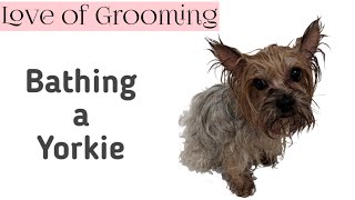 how often can i shower my yorkie