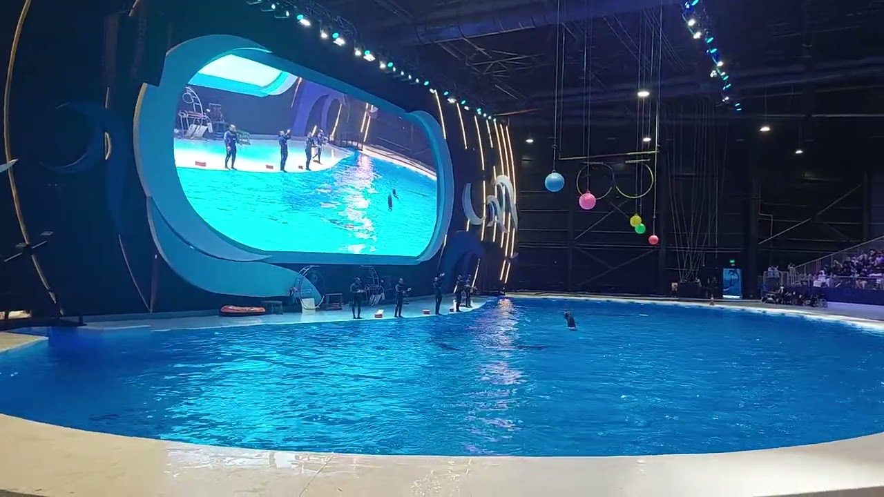 عروض الدلافين الرائعة في موسم الرياض مع الابناء