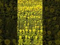 Les tournesols 2023 #drone #dronevideo #lake #sunflowers #sunflowerfield #tournesol