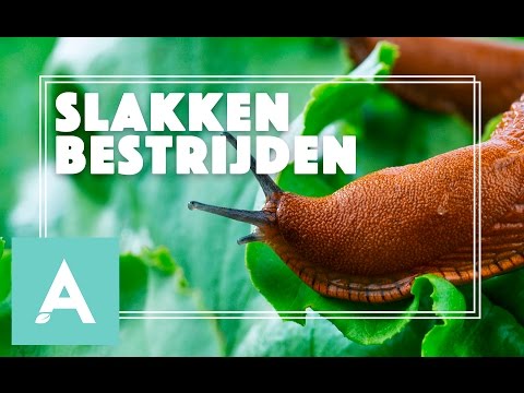 Video: Hoe U U Tuin Teen Slakke Beskerm