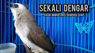 trucukan gacor ROPEL PANJANG buat pancingan trucukan agar bunyi JADIKAN burung trucuk gacor EMOSI