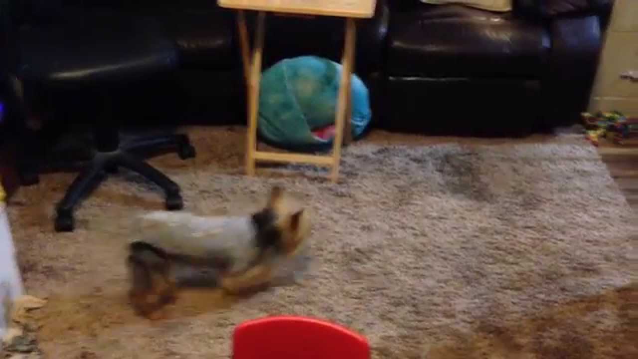 Tiger male yorkie dog while female dog in heat YouTube