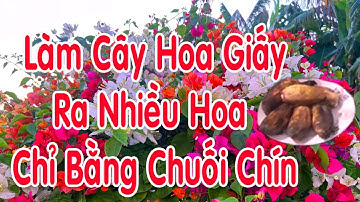 Cách Làm Cho Cây Hoa Giấy Ra Hoa Bằng Chuối Chín