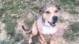 Xiaz Dog Tie Out Cable 15 Feet, Dog Lead For Yard Camping Outdoor Training Tie-Out Cable