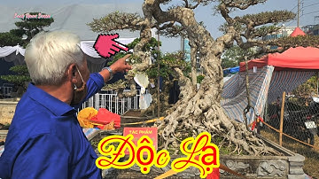 Xuất hiện một tác phẩm Đẹp Độc Lạ của anh Bùi Duy Nghiệp tại Triển lãm SVC Thái bình