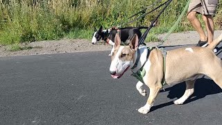 Bull Terriers Sunny Day Walking