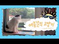 [고양이 자랑v-log]인생이 힘들 때 보려고 만든 여름날의 고양이