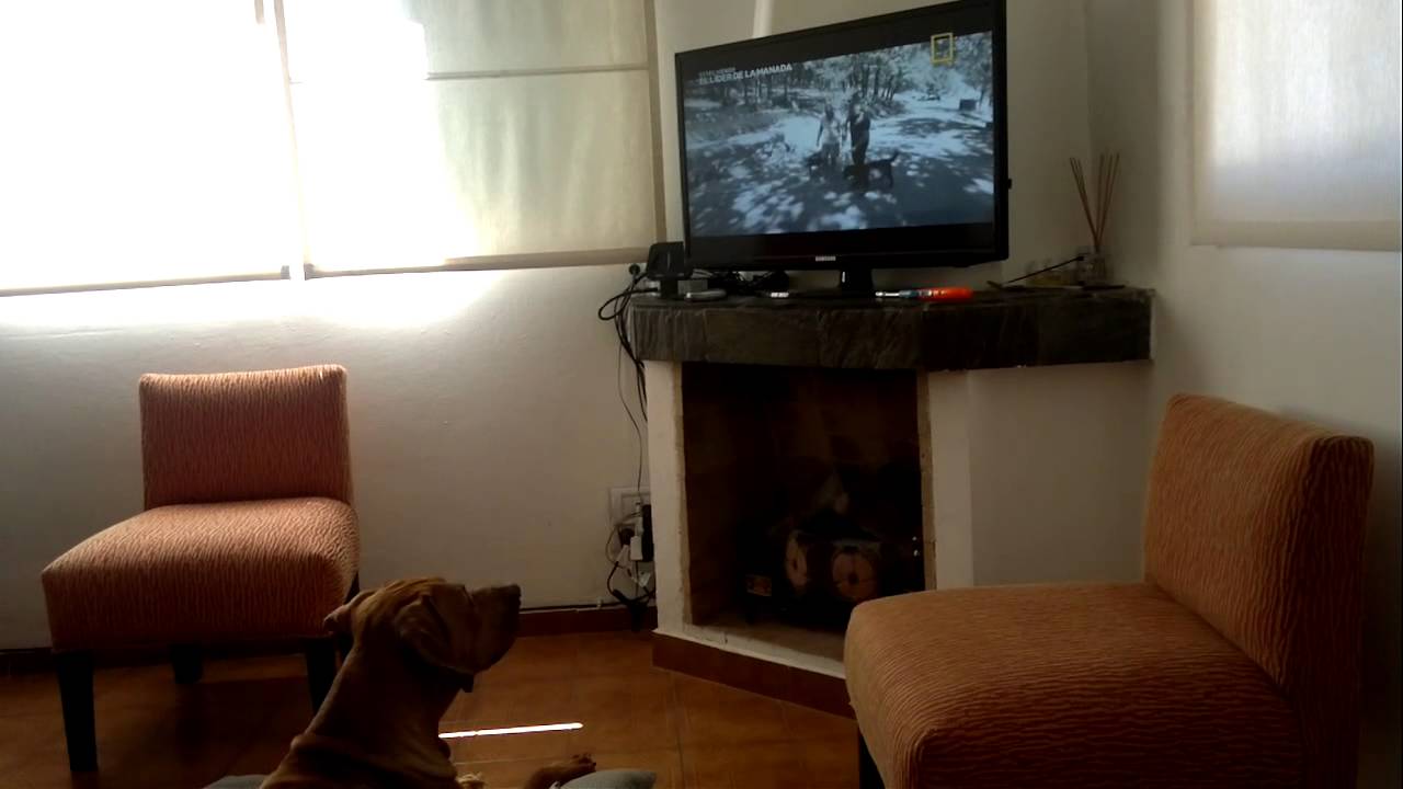 MAYA (rhodesian ridgeback) mira a Cesar Millan - YouTube