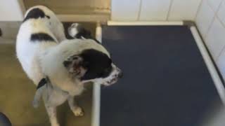 Acs A818455