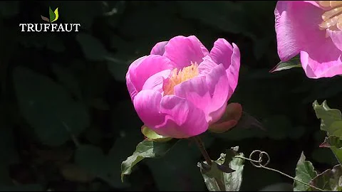 Comment tailler les pivoines pour l'hiver ?