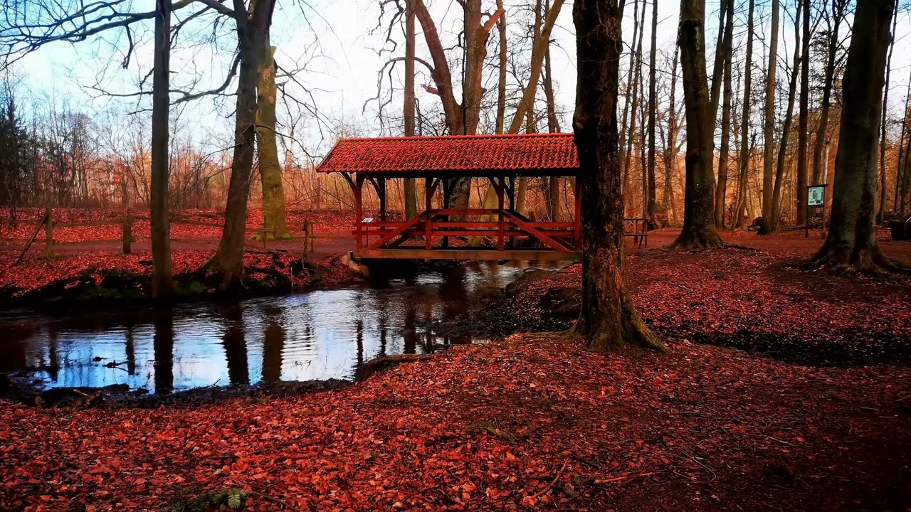 Sonido de Bosque Seco - Dry Forest Sound