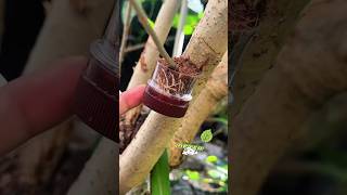 Plant Grafting Made Easy 🌱 Gardening Tips, Tree Growing & Flower Care | #Plants #short #tree