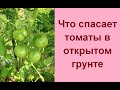 Помидоры в открытом грунте 🍅 Выращивание томата  🍅 Полив и подкормка