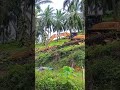 ৩০ বছরের পুরনো গাছ কিভাবে জিসিপি দিয়ে কাটে #reels #viral #video
