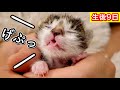 生後9日目の赤ちゃん子猫のゲップが可愛すぎた。【保護猫】