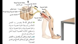 تركيب الجهاز العصبي الحزء الأول