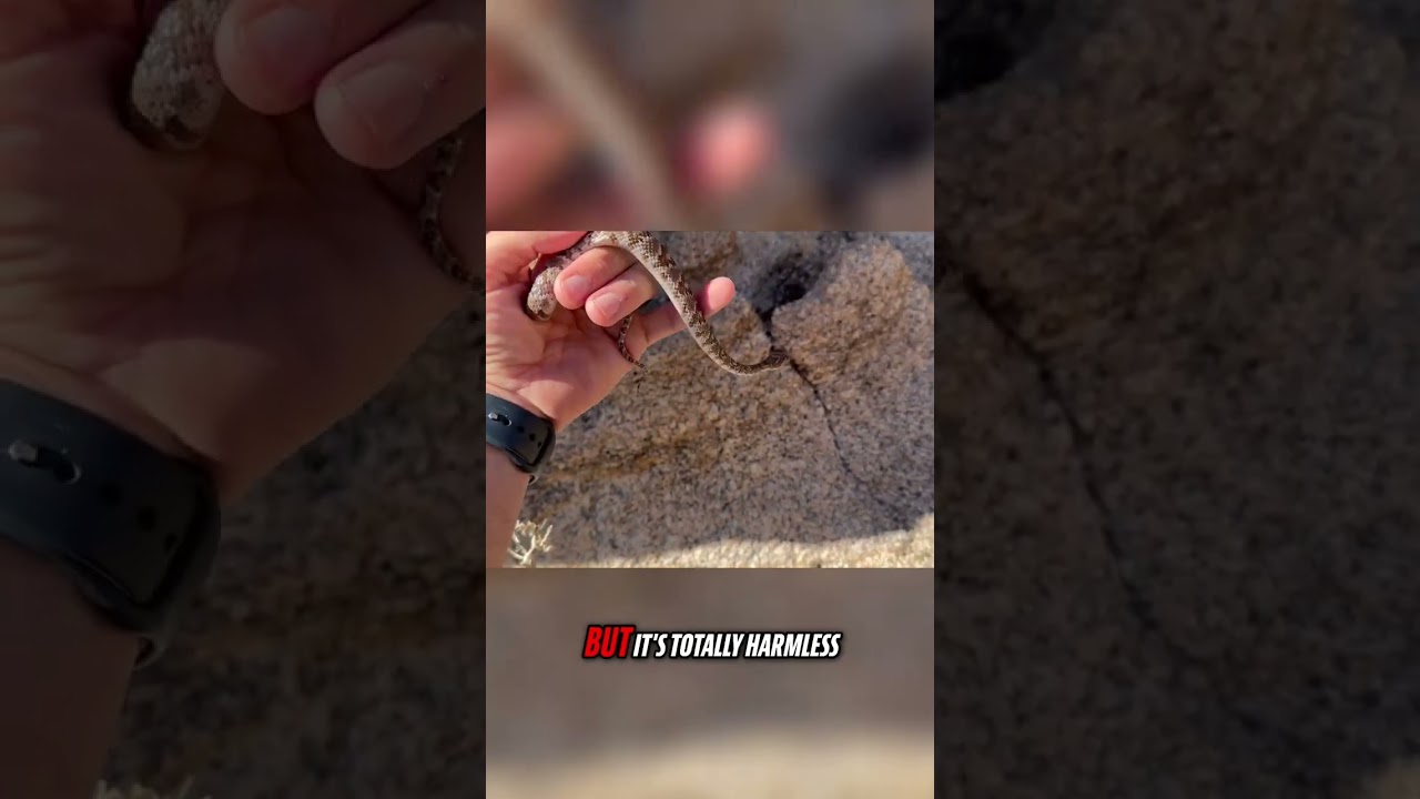 Have You Seen One of These Snakes?
