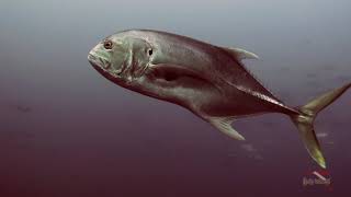 Buceo Roca Partida, Veracruz