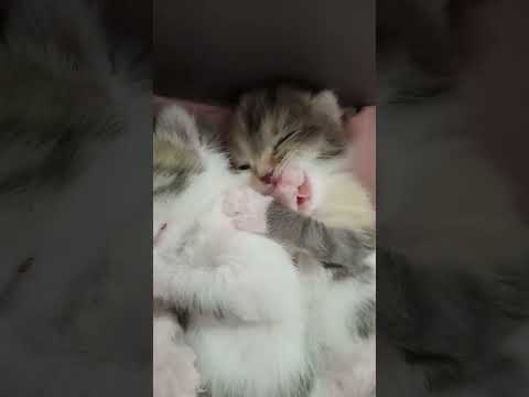 Жизнь хороша... #котята #новорожденныйкотёнок #милота #котвладошке #котёнок #котомания #мимимишка