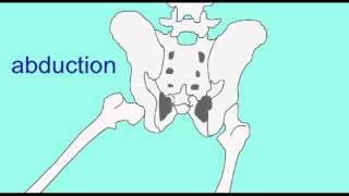 AP1: SKELETAL SYSTEM: HIP JOINT
