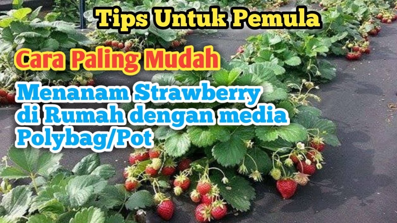 Cara Mudah Menanam Strawberry Untuk Pemula 
